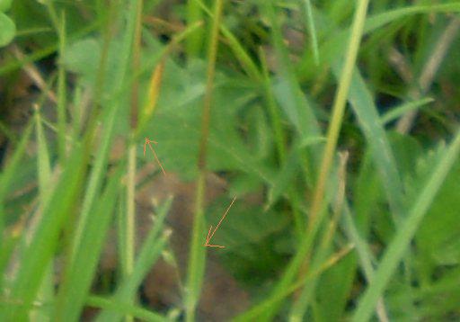 Poa bulbosa forma vivipara