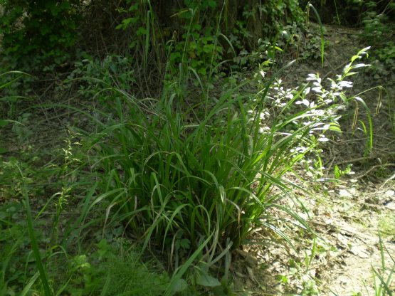 Carex pendula