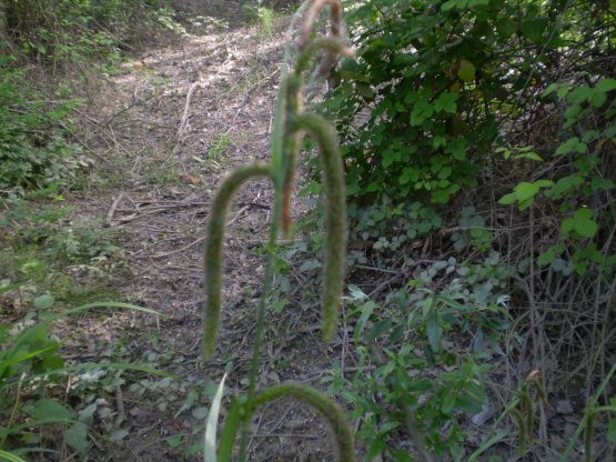 Carex pendula