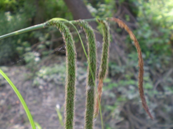 Carex pendula