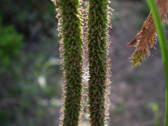 Carex pendula