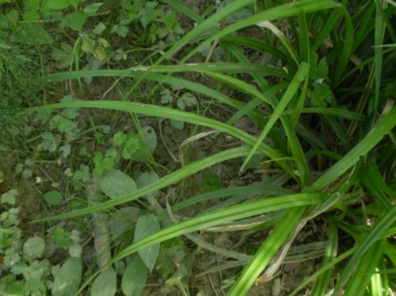 Carex pendula