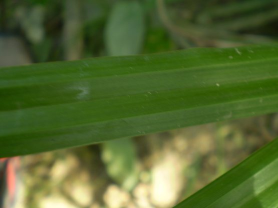 Carex pendula