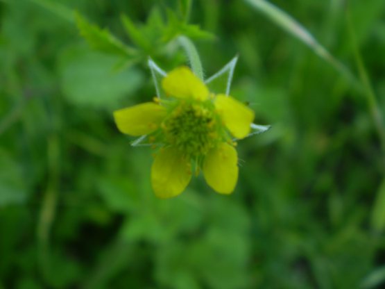 Geum urbanum