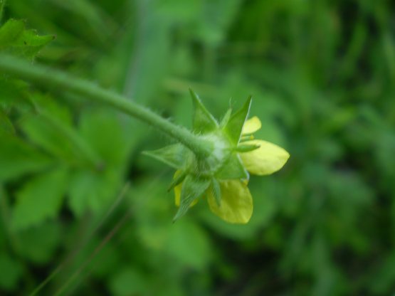 Geum urbanum