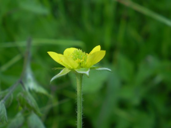 Geum urbanum