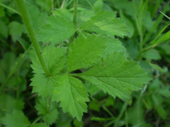 Geum urbanum