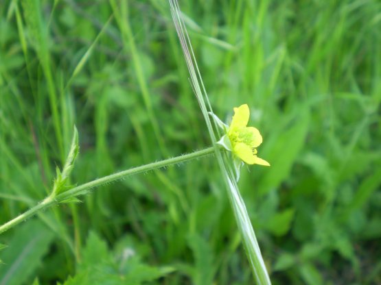 Geum urbanum