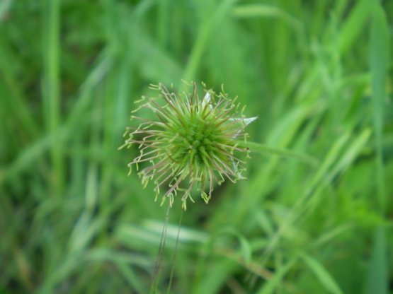 Geum urbanum