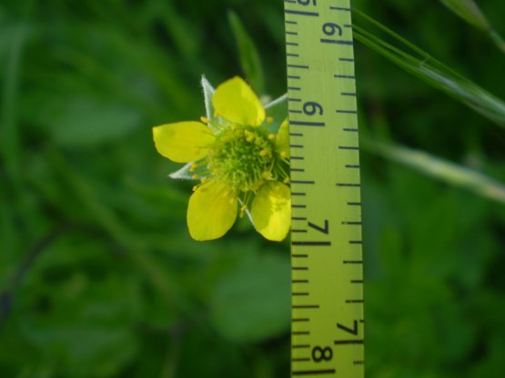 Geum urbanum