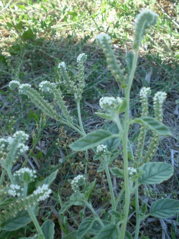 Heliotropium europaeum / Eliotropio selvatico