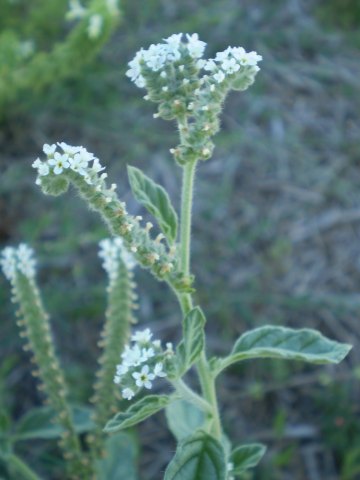 Heliotropium europaeum / Eliotropio selvatico