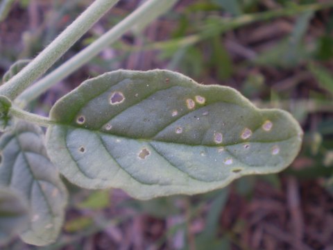 Heliotropium europaeum / Eliotropio selvatico