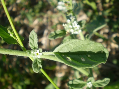 Heliotropium europaeum / Eliotropio selvatico