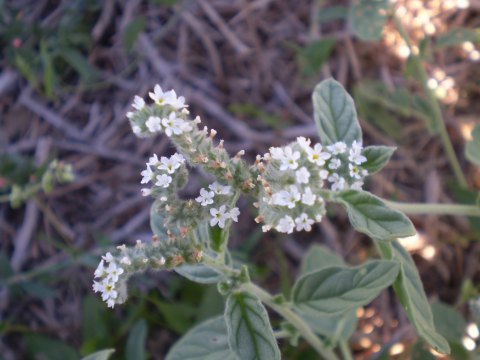 Heliotropium europaeum / Eliotropio selvatico