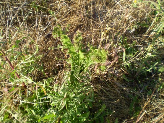 fasciazione asteraceae