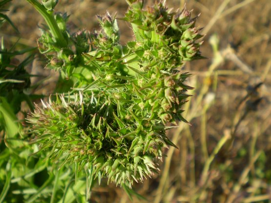 fasciazione asteraceae