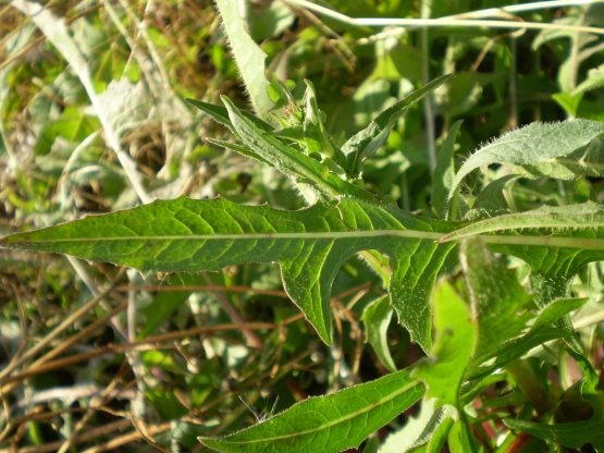 fasciazione asteraceae