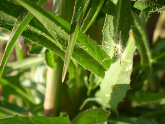 fasciazione asteraceae