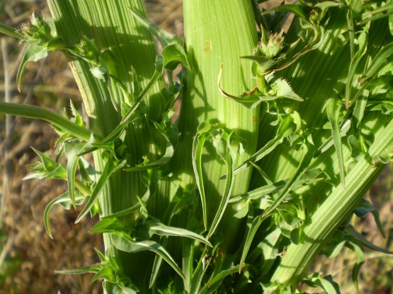 fasciazione asteraceae