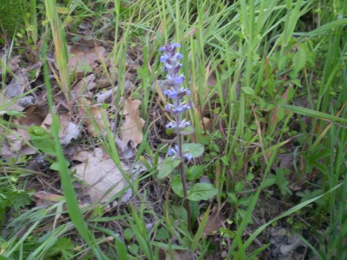 Lamiaceae: Ajuga reptans