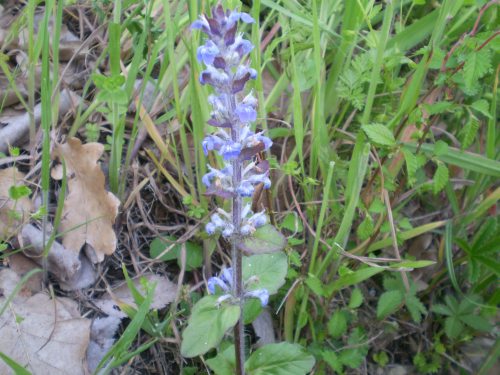 Lamiaceae: Ajuga reptans