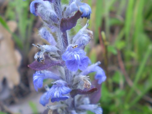 Lamiaceae: Ajuga reptans