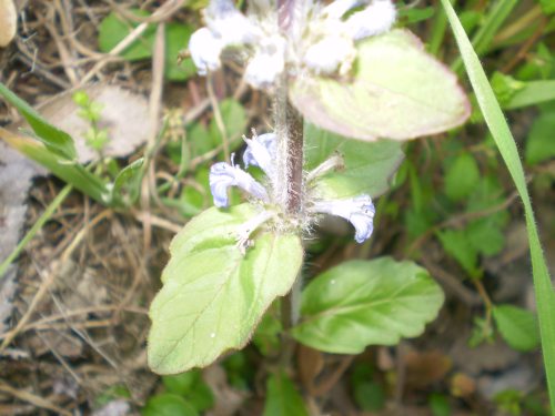 Lamiaceae: Ajuga reptans