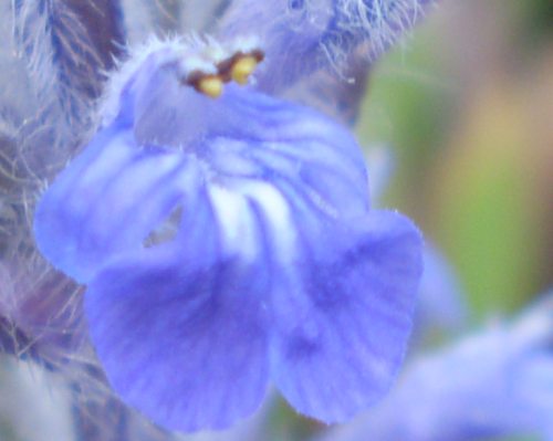 Lamiaceae: Ajuga reptans