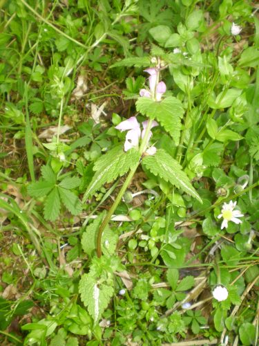 Lamium maculatum