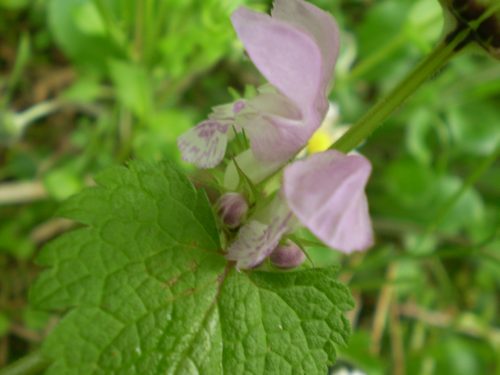 Lamium maculatum