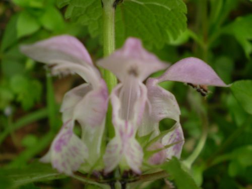 Lamium maculatum