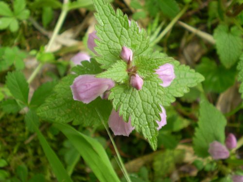 Lamium maculatum