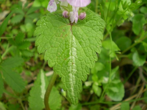 Lamium maculatum