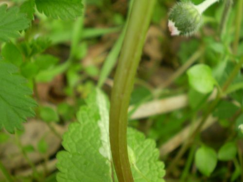 Lamium maculatum