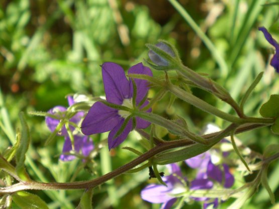 Legousia speculum-veneris