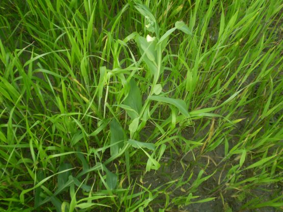 Lathyrus ochrus