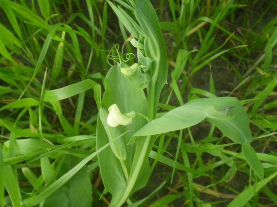 Lathyrus ochrus