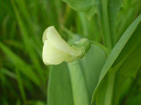 Lathyrus ochrus