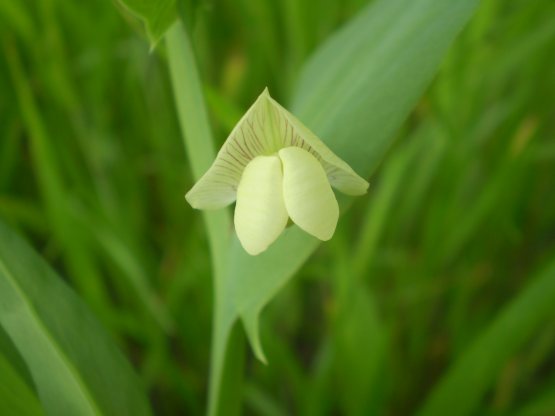 Lathyrus ochrus