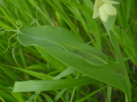 Lathyrus ochrus