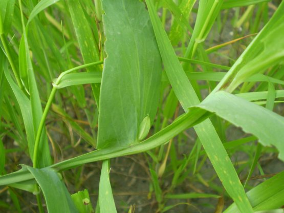 Lathyrus ochrus