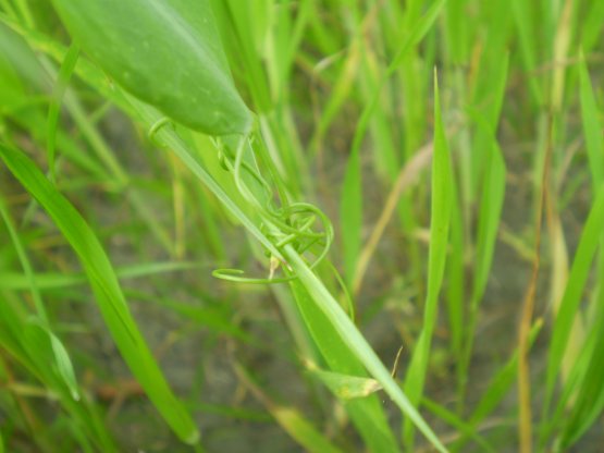 Lathyrus ochrus