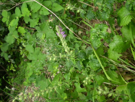 Scutellaria columnae