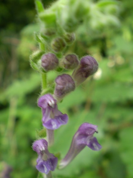 Scutellaria columnae