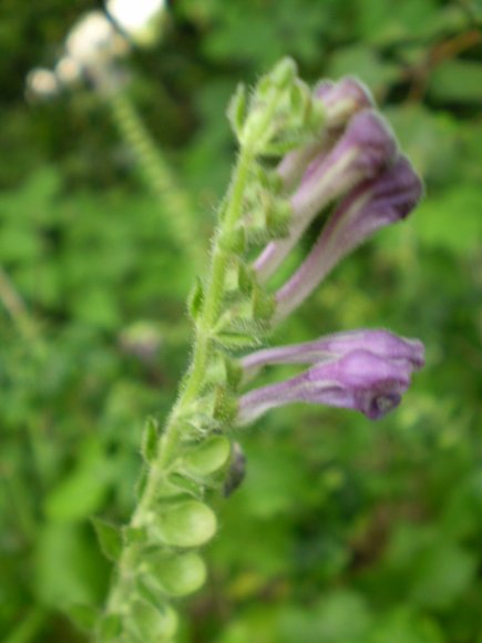 Scutellaria columnae