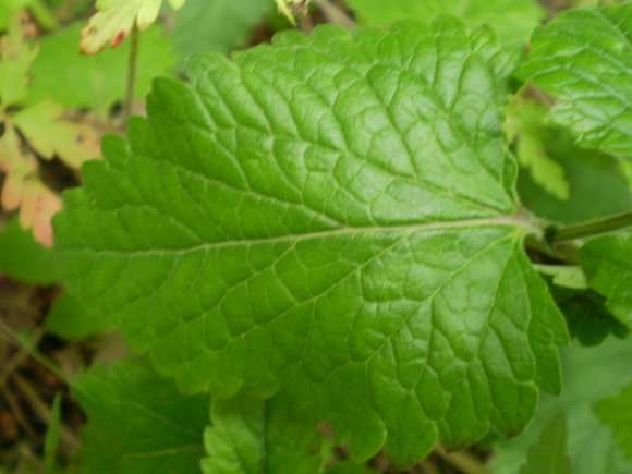 Scutellaria columnae