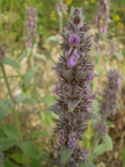 Stachys germanica / Betonica germanica