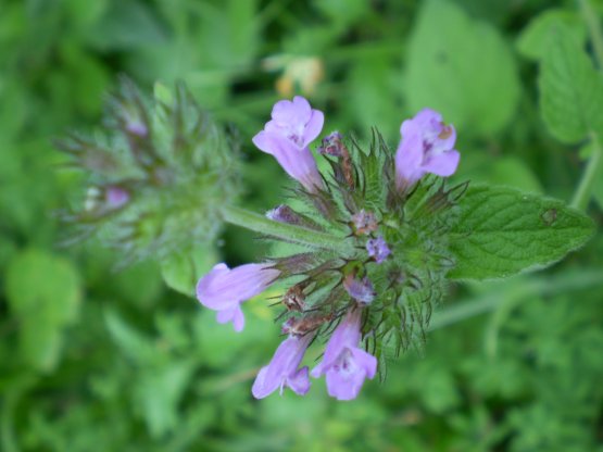 Clinopodio? si, Clinopodium vulgare