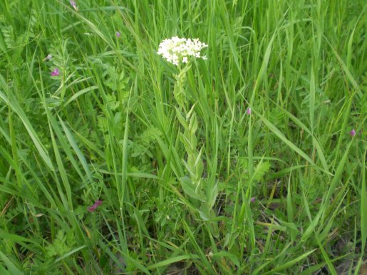 Lepidium draba